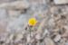 Launaea nudicaulis ---EM---(L.) Hook.f.