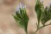 Limonium lobatum ---EM--- (L.f.) Chaz