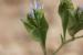Limonium lobatum ---EM--- (L.f.) Chaz