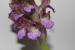 Orchis tridentata ---EM---Scop.