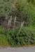 Eremostachys laciniata ---EM---(L.) Bunge