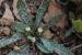Anchusa aegyptiaca ---EM---(L.) DC. 