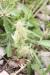 Lamarckia aurea  ---EM---(L.) Moench