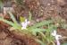 Matthiola parviflora ---EM---(Schousb.) R.Br.