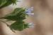 Limonium lobatum ---EM--- (L.f.) Chaz
