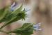 Limonium lobatum ---EM--- (L.f.) Chaz