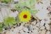 Reichardia tingitana ---EM---(L.) Roth 