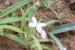 Matthiola parviflora ---EM---(Schousb.) R.Br.