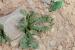 Limonium lobatum ---EM--- (L.f.) Chaz