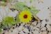 Reichardia tingitana ---EM---(L.) Roth 