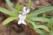 Matthiola parviflora ---EM---(Schousb.) R.Br.