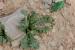 Limonium lobatum ---EM--- (L.f.) Chaz