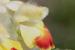 Eremostachys laciniata ---EM---(L.) Bunge