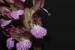 Orchis tridentata ---EM---Scop.