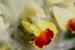 Eremostachys laciniata ---EM---(L.) Bunge