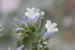 Limonium lobatum ---EM--- (L.f.) Chaz