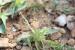 Calendula tripterocarpa ---EM---Rupr. 