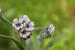 Cynoglossum creticum---EM---Mill. 