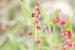 Rumex cyprius ---EM---Murb.