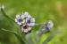 Cynoglossum creticum---EM---Mill. 