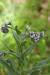 Cynoglossum creticum---EM---Mill. 
