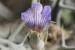 Blepharis attenuata ---EM---Napper