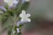Limonium lobatum ---EM--- (L.f.) Chaz