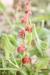 Rumex cyprius ---EM---Murb.