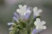 Limonium lobatum ---EM--- (L.f.) Chaz