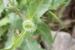 Urospermum picroides---EM--- (L.) F.W.Schmidt 