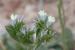 Limonium lobatum ---EM--- (L.f.) Chaz