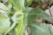 Urospermum picroides---EM--- (L.) F.W.Schmidt 