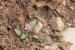Erodium laciniatum ---EM---(Cav.) Willd