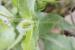 Urospermum picroides---EM--- (L.) F.W.Schmidt 