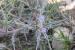 Blepharis attenuata ---EM---Napper