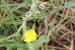 Urospermum picroides---EM--- (L.) F.W.Schmidt 