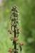 Scrophularia rubricaulis---EM---Boiss. 