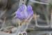 Blepharis attenuata ---EM---Napper