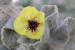 Verbascum fruticulosum ---EM---Post