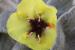 Verbascum fruticulosum ---EM---Post