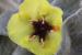 Verbascum fruticulosum ---EM---Post