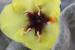 Verbascum fruticulosum ---EM---Post
