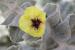 Verbascum fruticulosum ---EM---Post