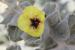 Verbascum fruticulosum ---EM---Post