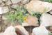 Calendula tripterocarpa ---EM---Rupr. 