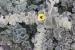 Verbascum fruticulosum ---EM---Post