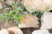 Calendula tripterocarpa ---EM---Rupr. 