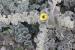 Verbascum fruticulosum ---EM---Post