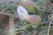 Astragalus spinosus ---EM---(Forssk.) Muschl
