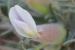 Astragalus spinosus ---EM---(Forssk.) Muschl